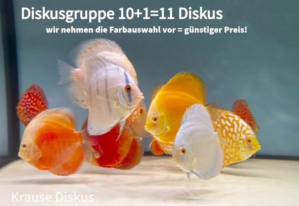 Diskus Sparset: 11 Diskus 6,5 cm Farbmix